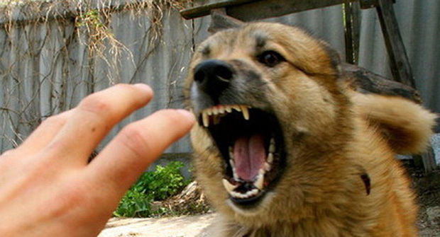 Минздрав предупредил население в связи с нападением собак