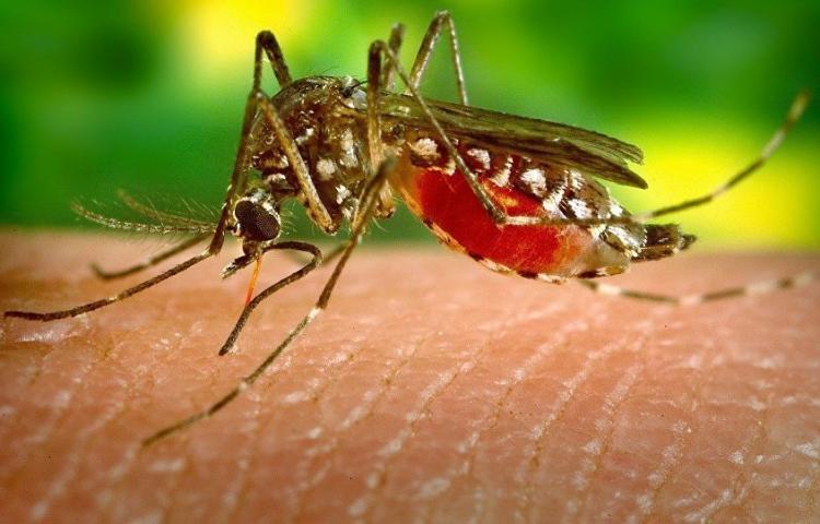 «Привозная» малярия терроризирует жителей Азербайджана