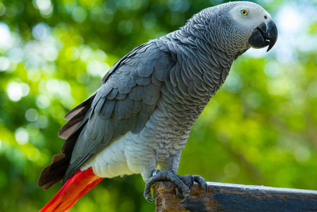 В Бразилии арестовали попугая- наркодилера