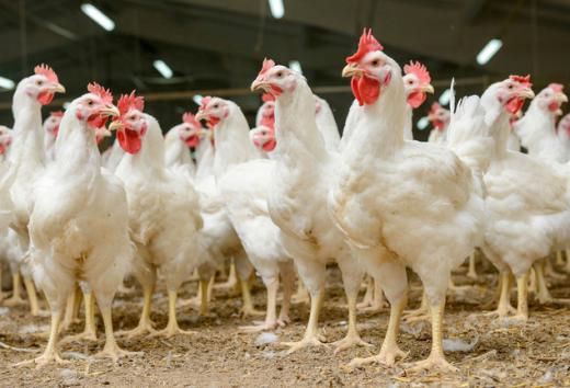 Азербайджан временно запретил импорт живой птицы и продукции птицеводства