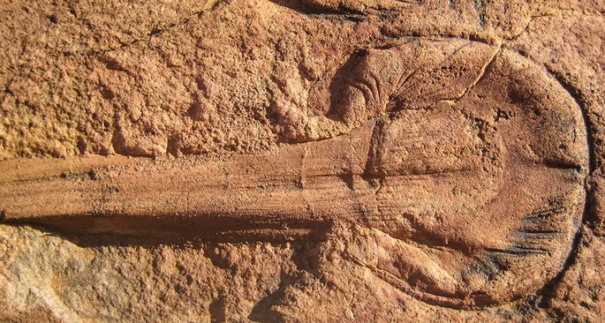Найдены жившие на Земле более 500 млн лет назад ископаемые организмы