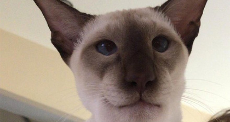 Кот съел осу и обрел популярность в сети