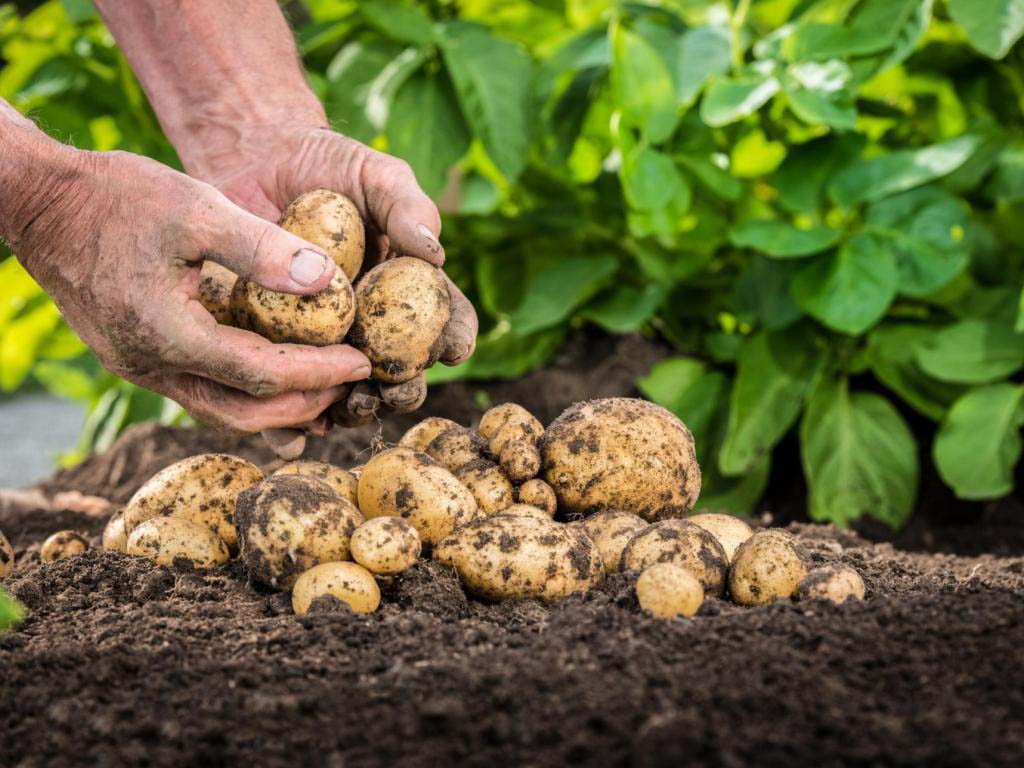Тонны азербайджанского картофеля не пустили в Россию