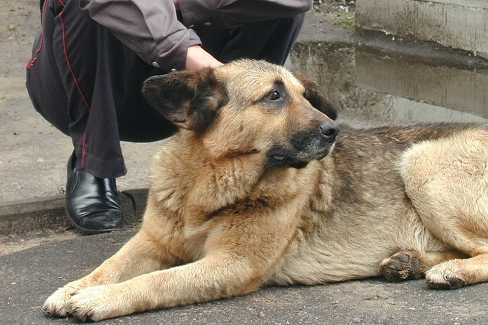 Служебная собака подставила азербайджанца перед украинскими пограничниками