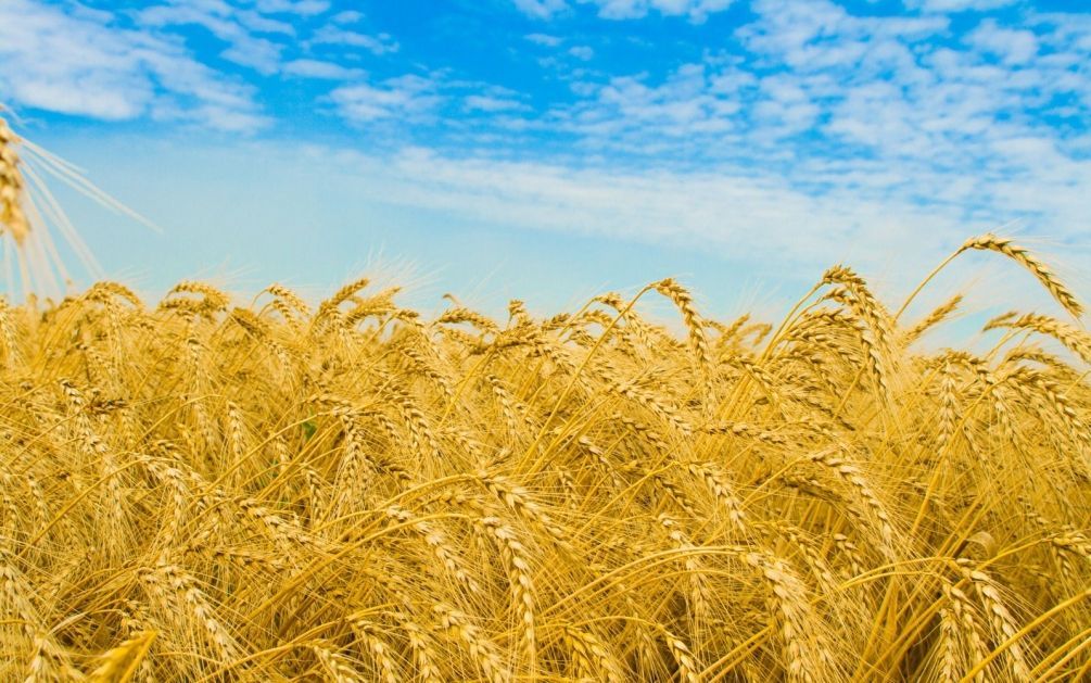 Азербайджан в I квартале 2019г увеличил импорт пшеницы