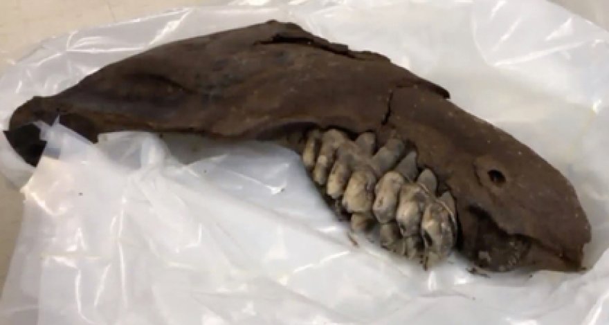 Подросток случайно нашел останки доисторического существа