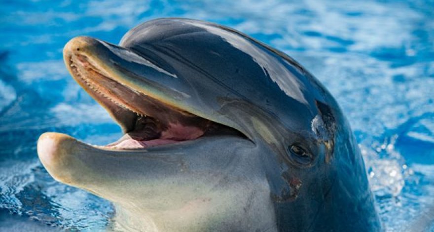 В Канаде запретили содержать в неволе дельфинов и китов