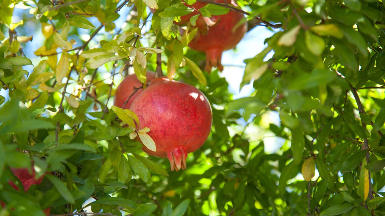 Head of Association: Pomegranate growing areas are planned to increase by 4,000 hectares in next five years’