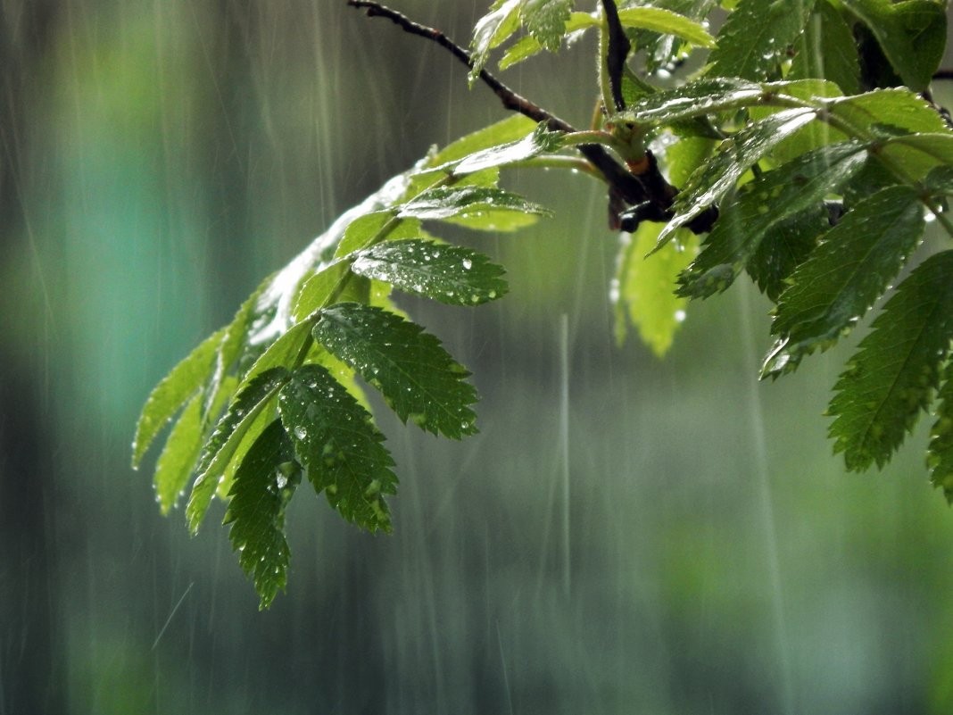 Rain predicted in northern and western regions tomorrow