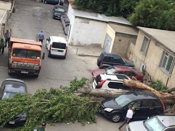 В Баку сильный ветер повалил 15 деревьев