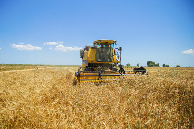 Grain harvest completed on about 800,000 ha of Azerbaijani fields as of July 3