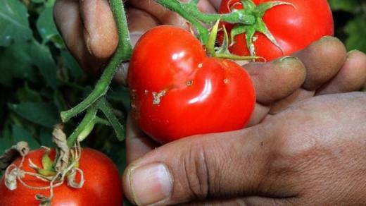 В партии томатов из Азербайджана выявили южноамериканскую моль