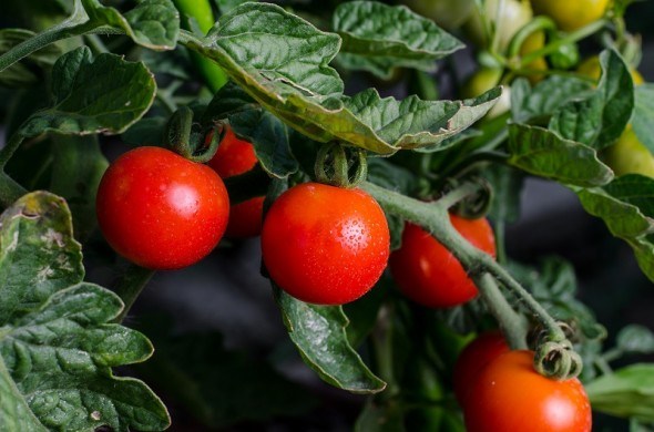 В ближайшие дни помидоры в Азербайджане подешевеют