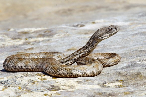 На бакинском бульваре ползают ядовитые змеи? 