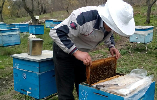Azerbaijani beekeepers to receive more than 4.2M AZN of subsidies