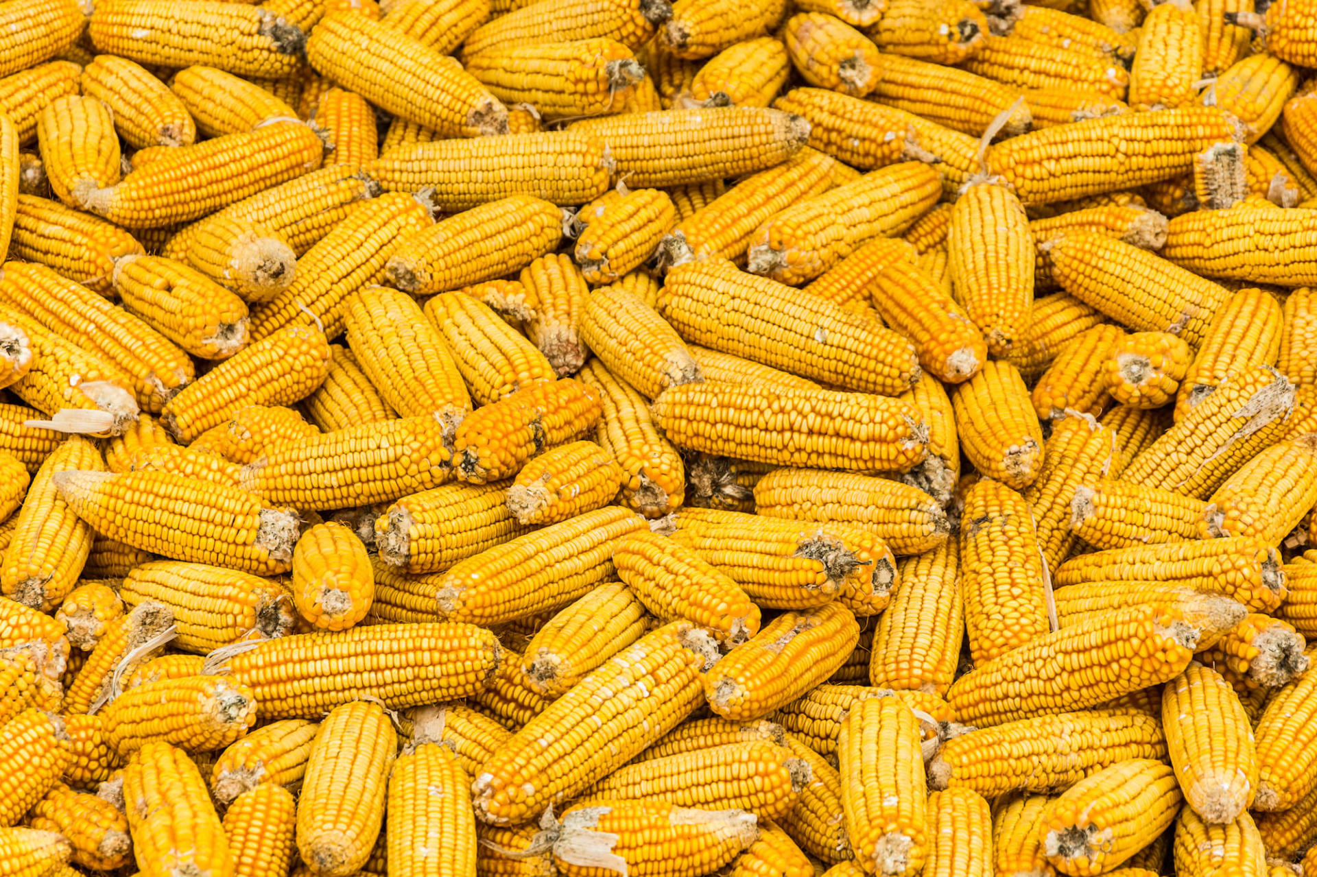 Production of hybrid corn seeds begins in Azerbaijan’s Aghjabadi district