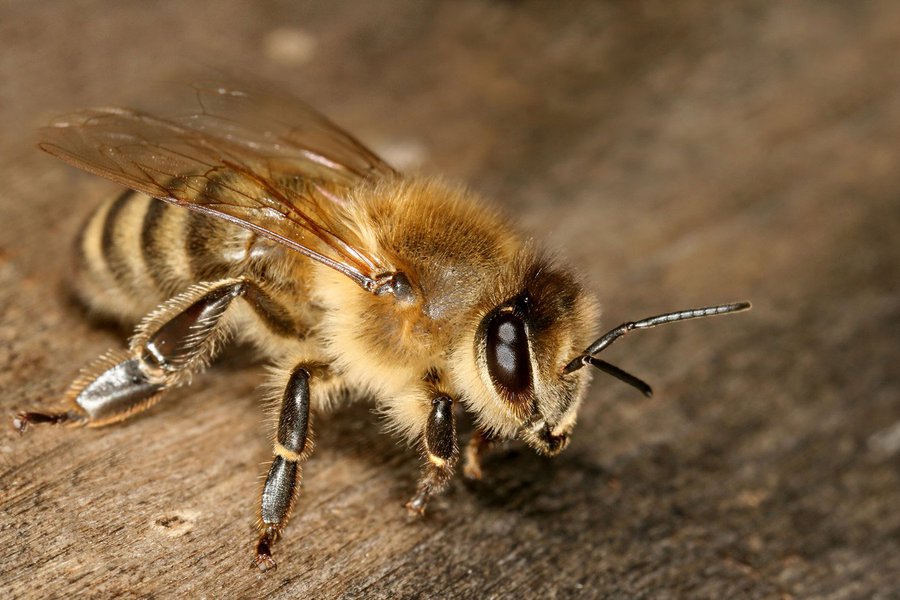 В Гяндже 66-летний мужчина умер после того, как его ужалила пчела