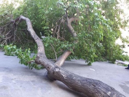 В Баку и Сумгаите два человека пострадали из-за сильного ветра