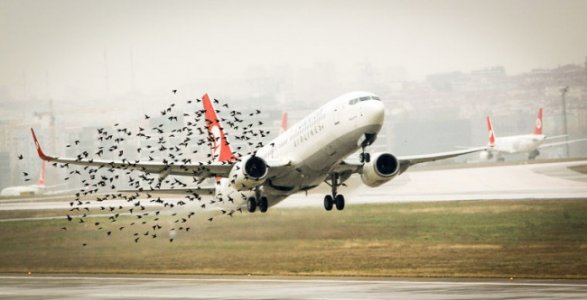 Птицы взяли на таран российский самолет