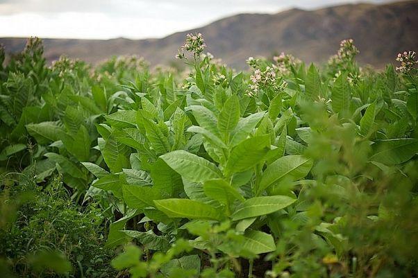 «Азертютюн» поднял закупочные цены на табачное сырье азербайджанских фермеров