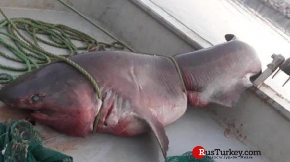 Пятиметровую акулу поймали у берегов Турции