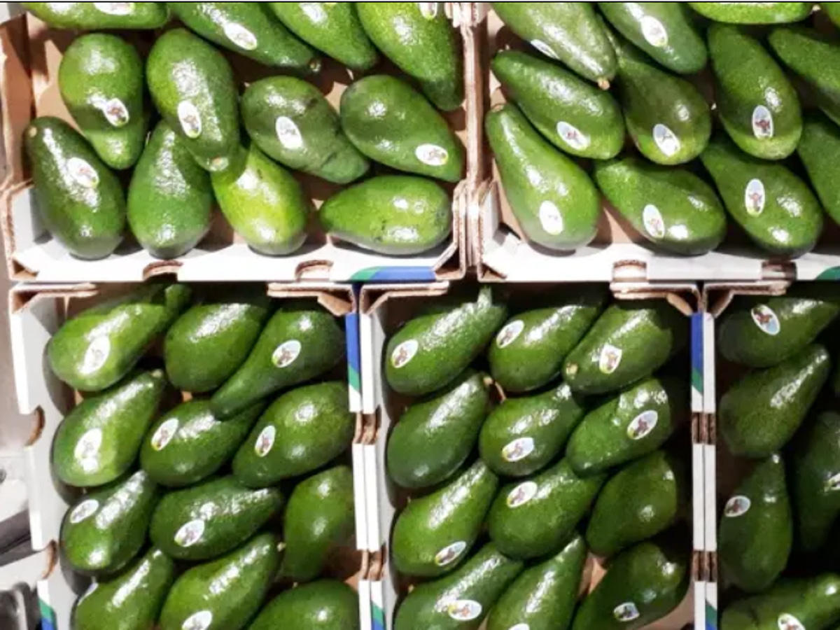 Green gold, Israeli innovation to solve world avocado needs