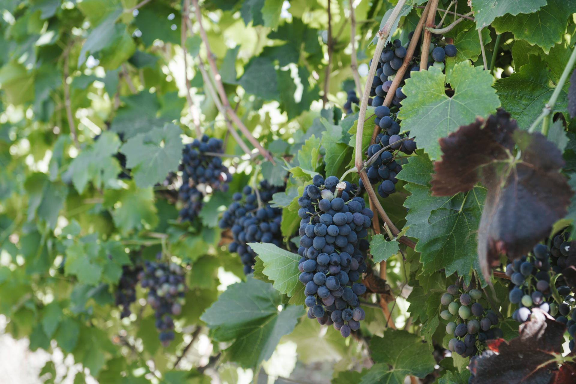 Azerbaijan establishes first cooperative in field of viticulture in Shamakhi District (PHOTO)