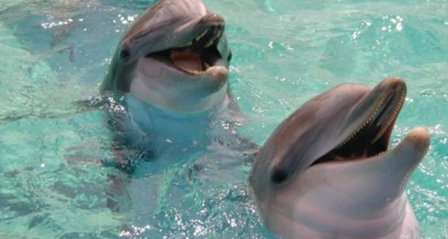 Самка дельфина поблагодарила рыбаков за спасение детеныша