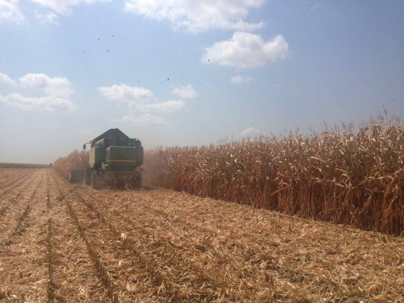 Azerbaijan starts exporting corn (Exclusive)