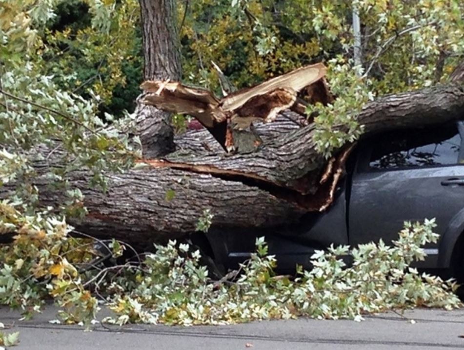 В Баку в результате сильного ветра дерево упало на автомобиль