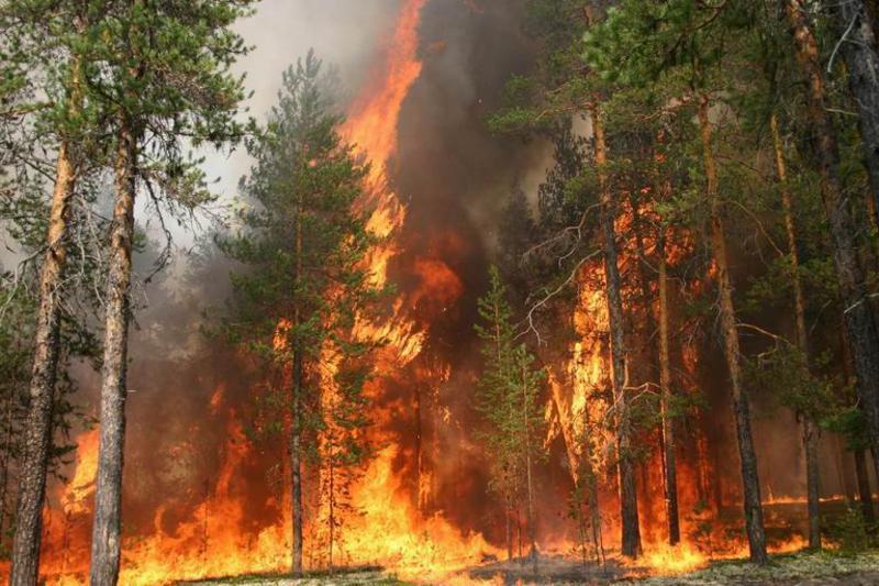 В Сирии и Ливане из-за жары вспыхнули сильные лесные пожары