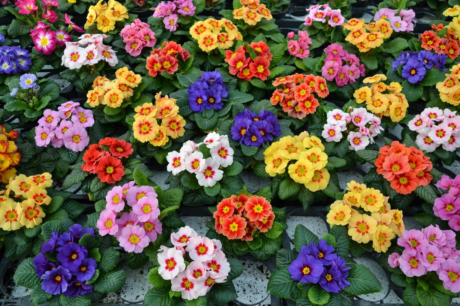 Азербайджанские предприниматели приняли участие на ярмарке цветов в Колумбии