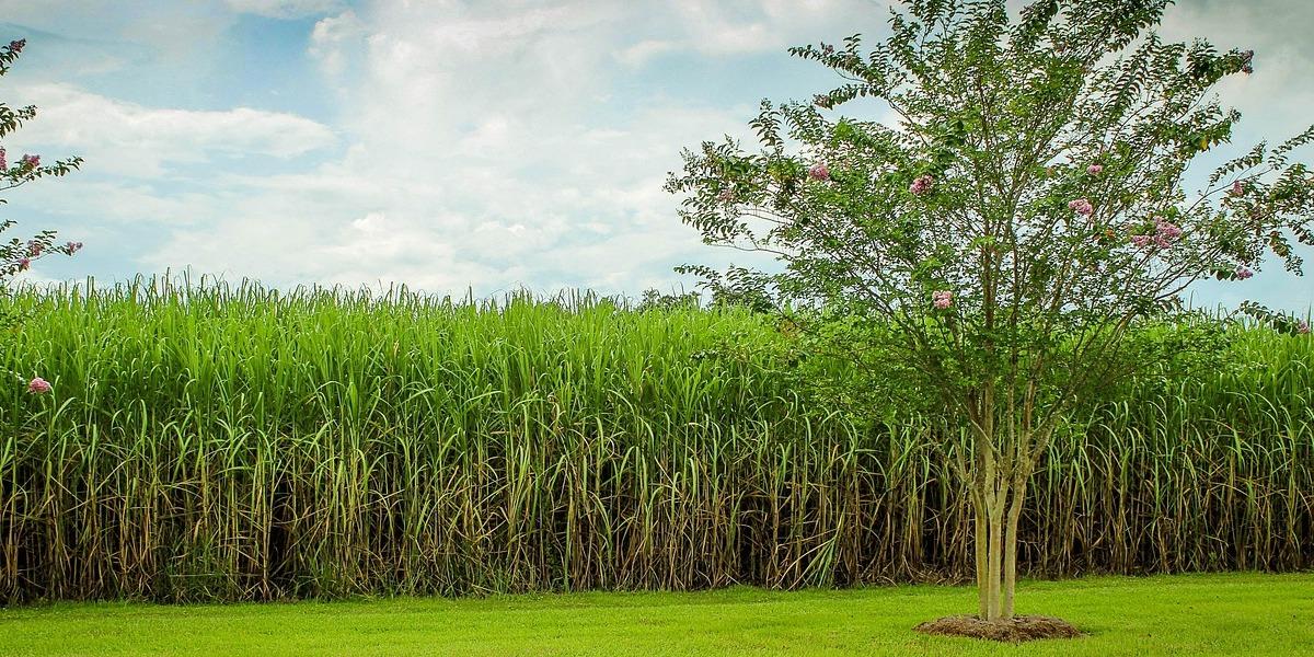 В Бразилии сняли запрет на выращивание сахарного тростника в Амазонии