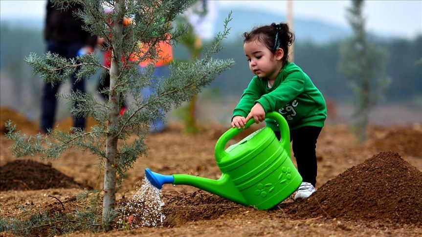 В Турции установлен мировой рекорд по числу высаженных деревьев - ФОТО
