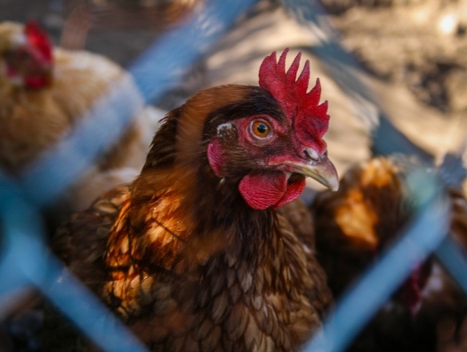 Азербайджан запретил поставки мяса птицы из 12 стран