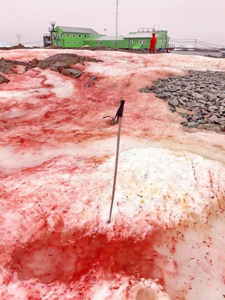 В Антарктиде выпал красный снег - ФОТО