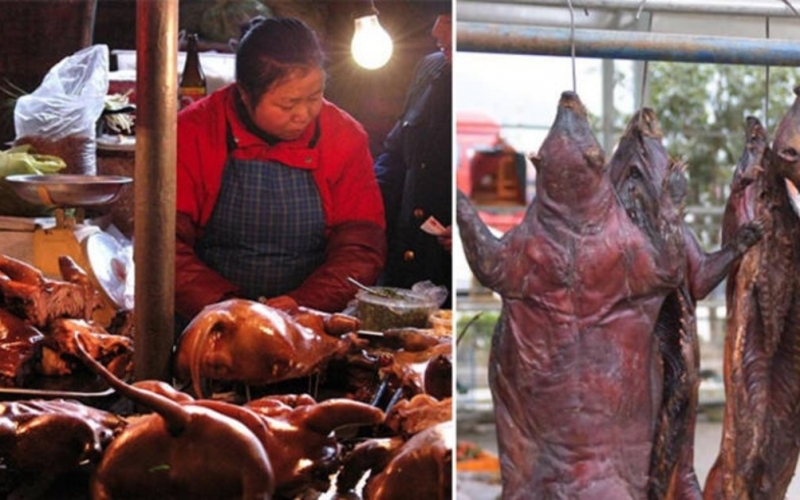 Çində vəhşi heyvan bazarları yenidən açıldı