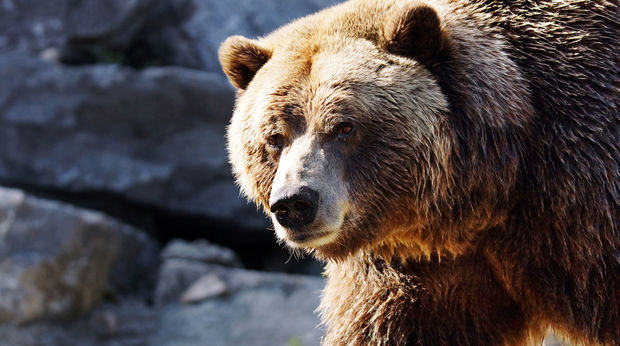 В Якутии 84-летняя женщина отпугнула рыками напавшего на нее медведя