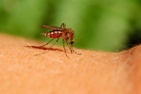 В Турции появился особо опасный вид комаров