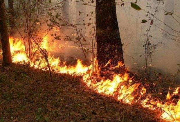 Пожар в Гирканском заповеднике потушен
