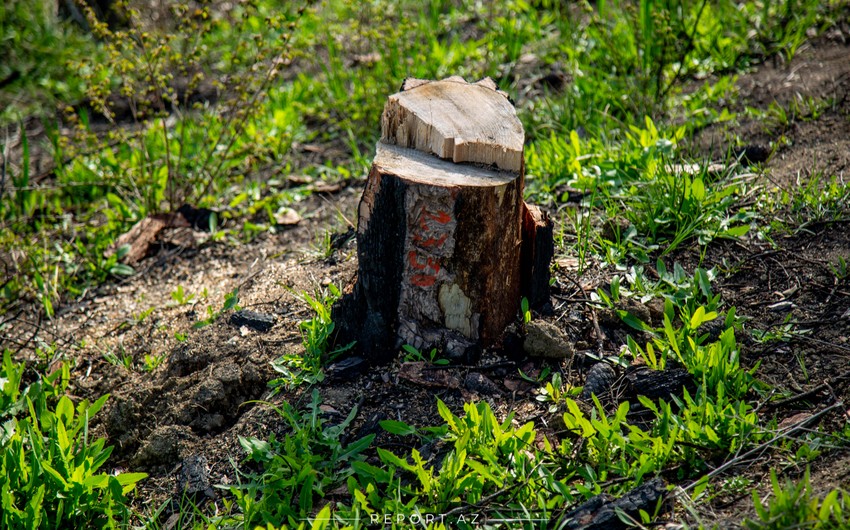 Госслужба: В Баку при строительстве жилого дома вырублены деревья