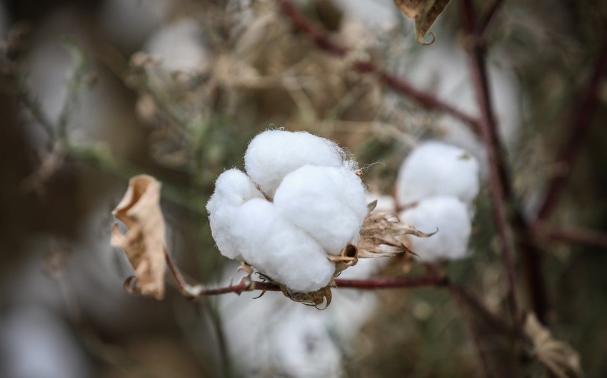 Purchase prices for cotton rise again in Azerbaijan