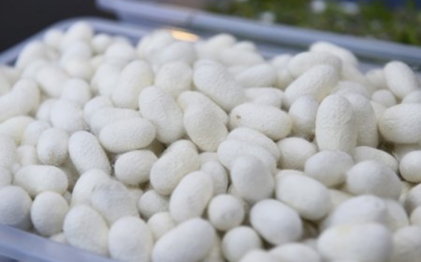 Azerbaijan starts selling cocoons to another country
