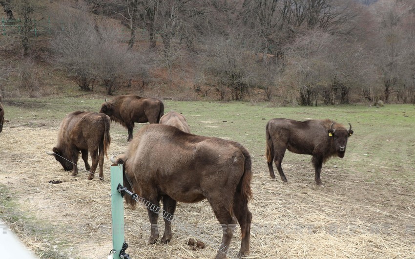 Another 10 bison brought to Azerbaijan