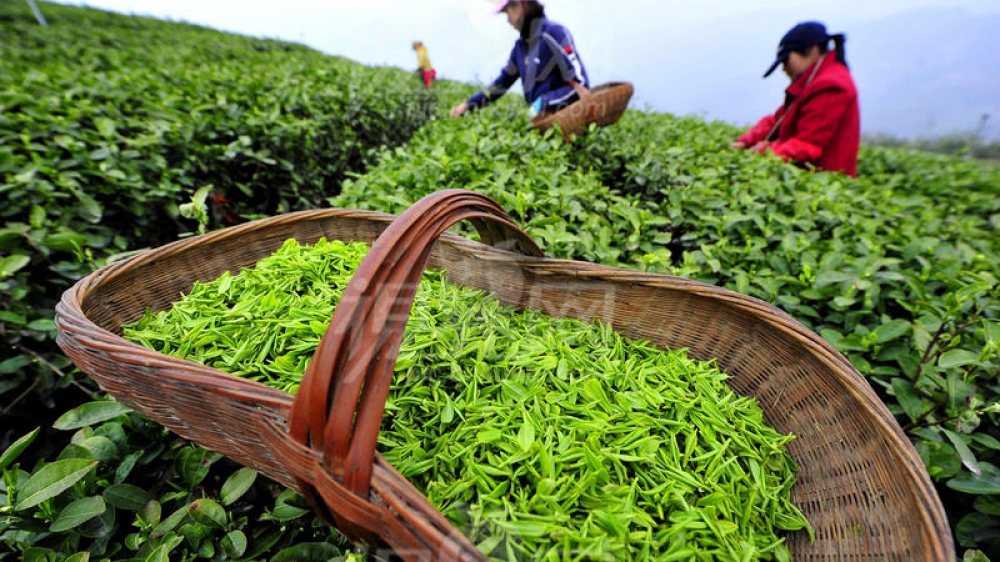 Cari ilin yanvar-noyabrında çay ixracı 43 faiz artıb