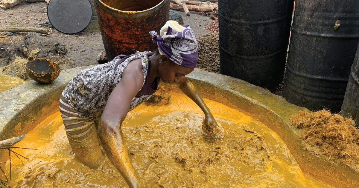 Azərbaycan yağ istehsalçıları xam palma yağının xaricdən alışını kəskin artırırlar
