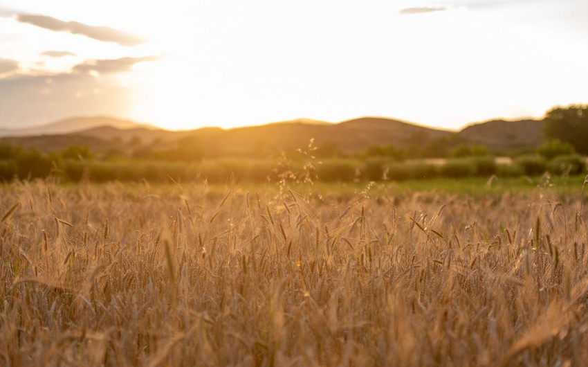 Talks on grain deal at technical level to kick off in Istanbul today