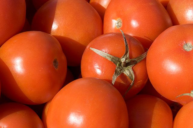 Birinci rübdə Azərbaycandan pomidor ixracı 23% azalıb