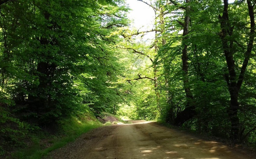 Гирканские леса внесены в Список всемирного наследия ЮНЕСКО