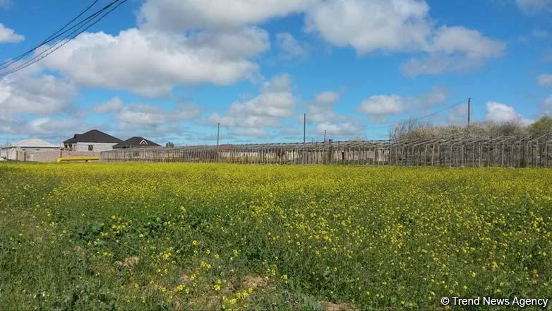 Qeyri yaşayış və torpaq sahələrinin icarəyə verilməsindən daxilolmalar  artıb